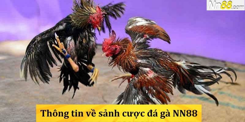 Thông tin về sảnh cược đá gà NN88